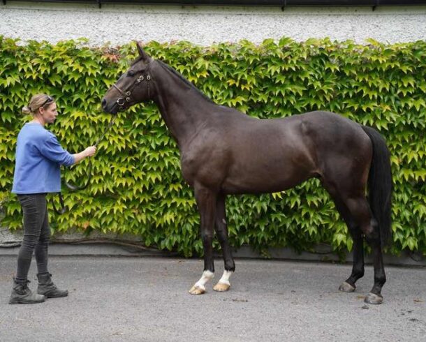 Blue Bresil ex Catwalk Babe - O'Neill Racing