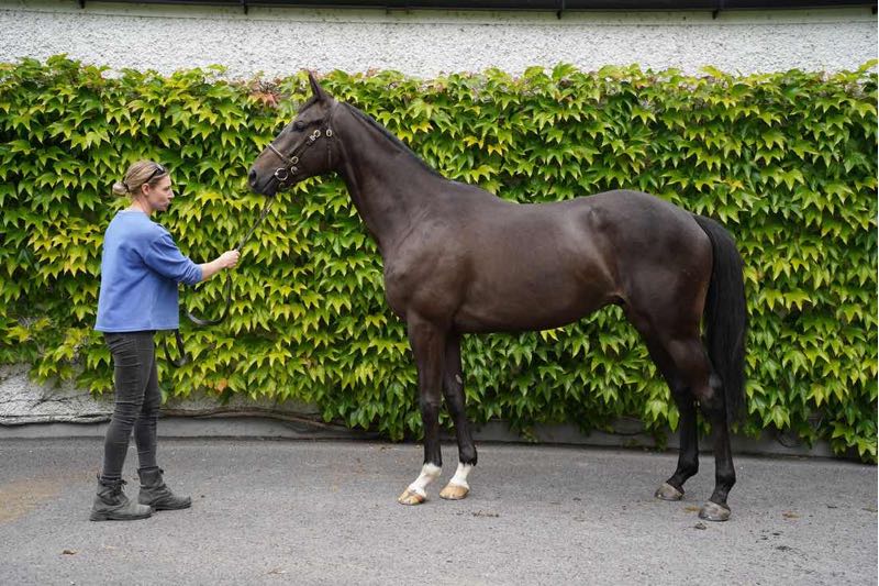 Blue Bresil ex Catwalk Babe - O'Neill Racing