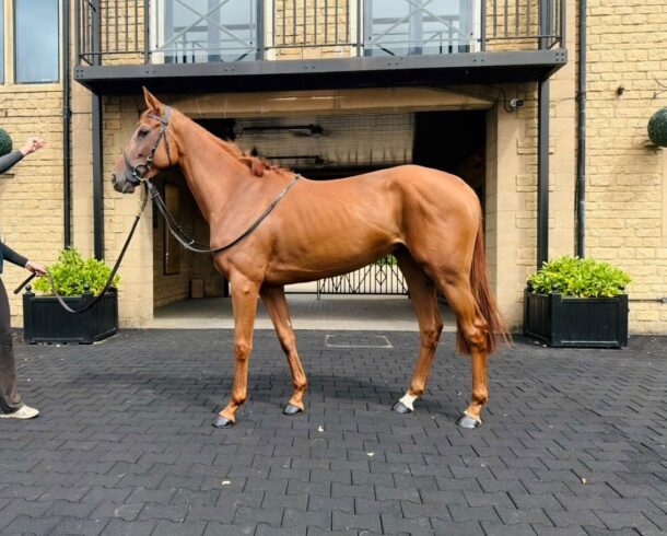 Nelouba - O'Neill Racing