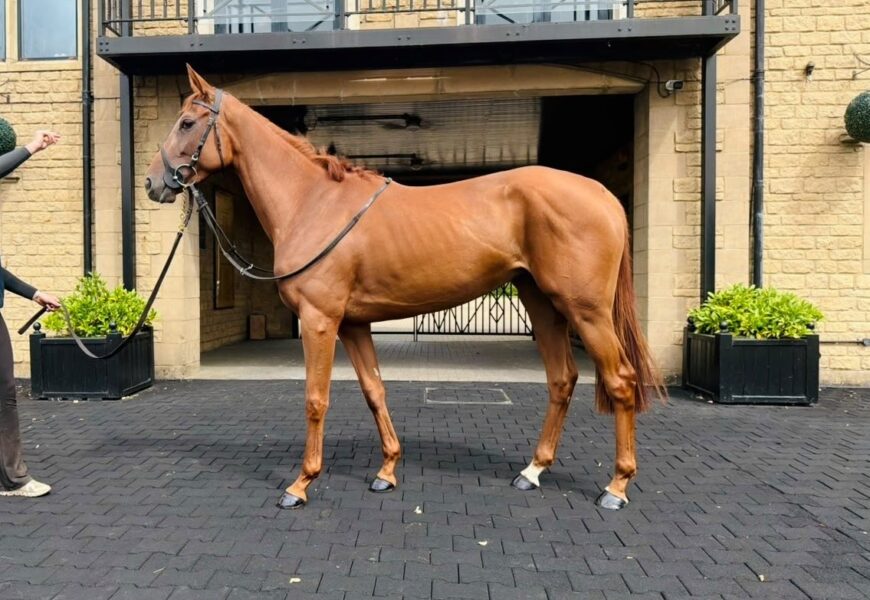 Nelouba - O'Neill Racing