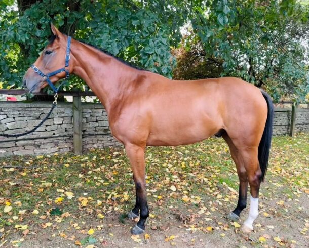 Crystal Ocean ex Ask Hazel - O'Neill Racing