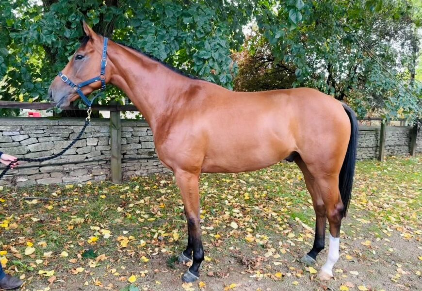 Crystal Ocean ex Ask Hazel - O'Neill Racing