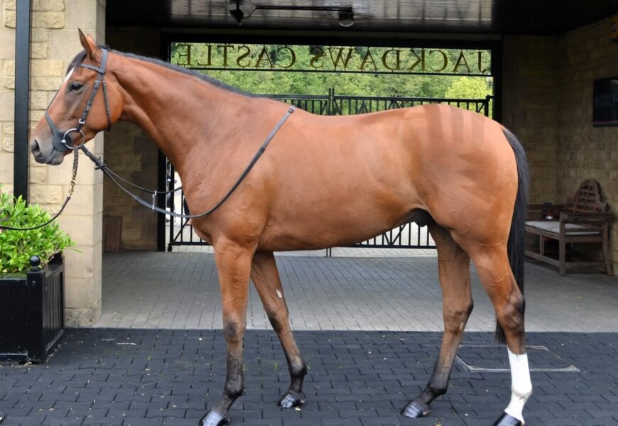 Crystal Ocean ex Ask Hazel - O'Neill Racing