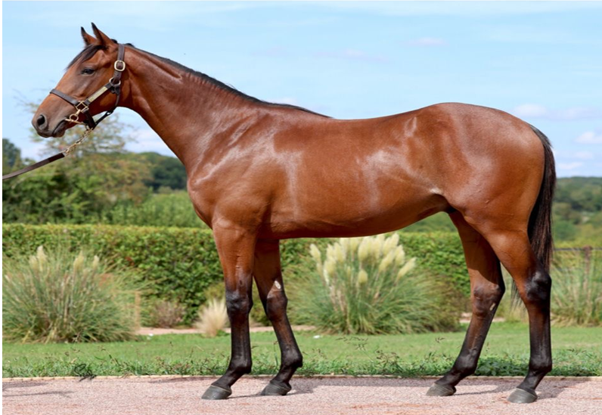 Vadeni ex Kazeema - O'Neill Racing