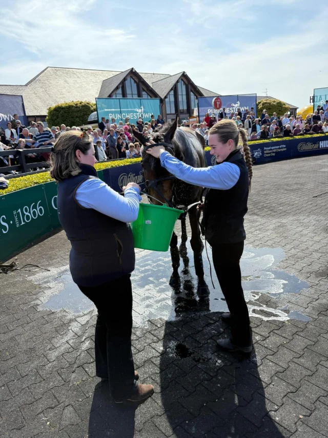 Wilful enjoying a well-deserved drink after finishing second here at @punchestownraces this afternoon 🤎